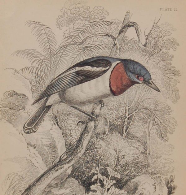 Antique print, steel engraving, hand coloured from 1838. It is titled, Spectacle Tody.