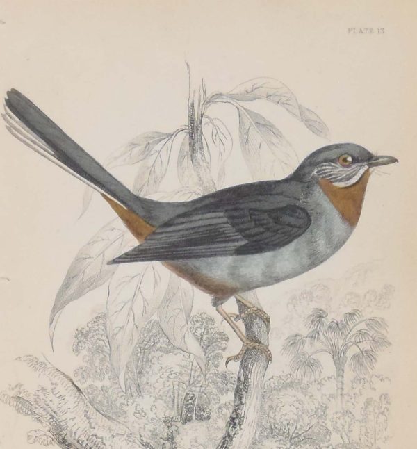 Antique print, hand coloured engraving from 1838. It is titled, Whiskered Fantail.