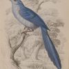 Antique print, hand coloured engraving from 1838. It is titled, Cerulean or Long Tailed Flycatcher.