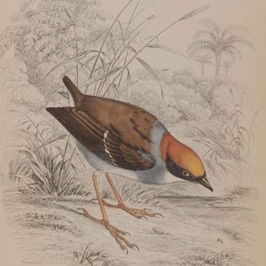 hand coloured engraving from 1838. It is titled, Rufus Crowned Tody.
