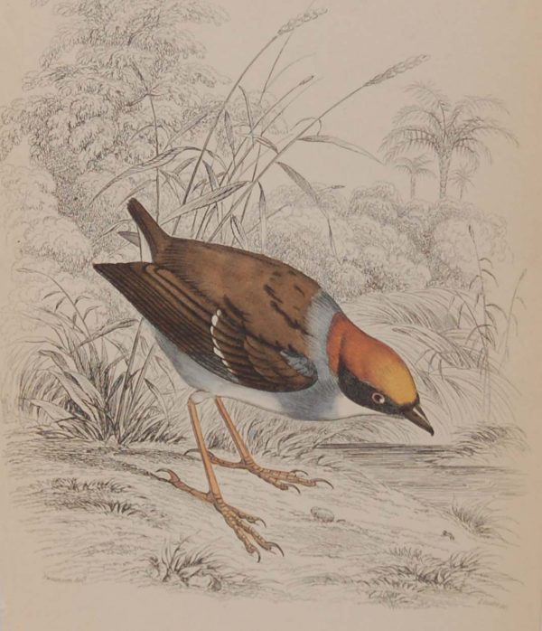 hand coloured engraving from 1838. It is titled, Rufus Crowned Tody.