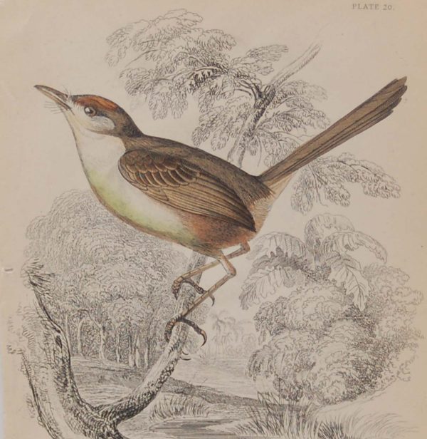 Antique print, steel engraving, hand coloured from 1838. It is titled, Rufus Crowned Tody.