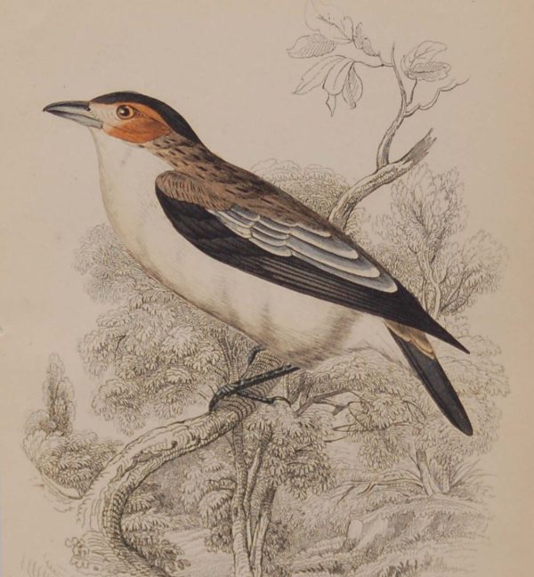 Antique print, hand coloured engraving from 1838. It is titled, Rufus Eared Blackcap.