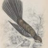 Antique print, hand coloured Jardine engraving from 1838. It is titled, White Shafted Fantail.