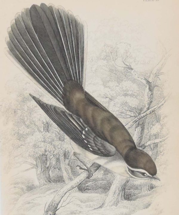 Antique print, hand coloured Jardine engraving from 1838. It is titled, White Shafted Fantail.