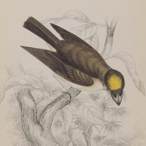 Antique print, engraving, hand coloured from 1838. It is titled, Yellow Crested Flat Bill.