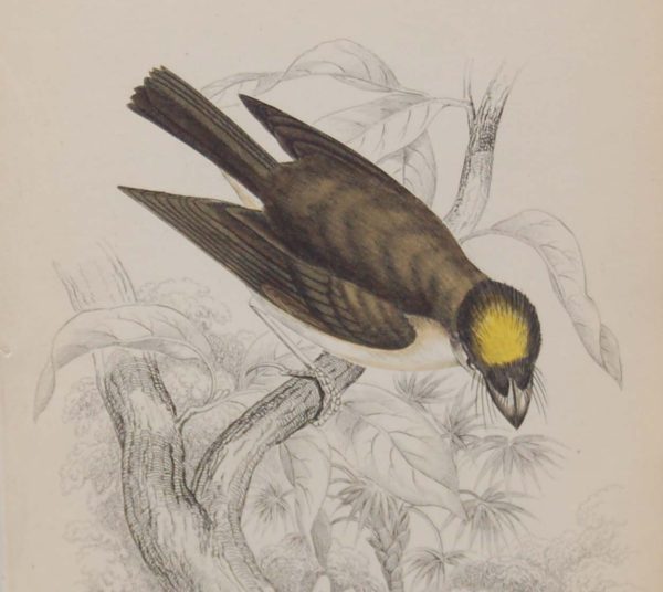 Antique print, engraving, hand coloured from 1838. It is titled, Yellow Crested Flat Bill.