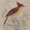 Antique print, hand coloured engraving from 1838. It is titled, Royal Great Crest.