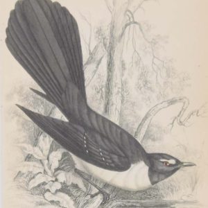 Antique print, hand coloured engraving from 1838. It is titled, Black Fantail.