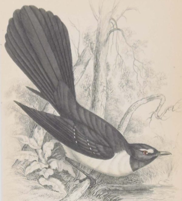 Antique print, hand coloured engraving from 1838. It is titled, Black Fantail.