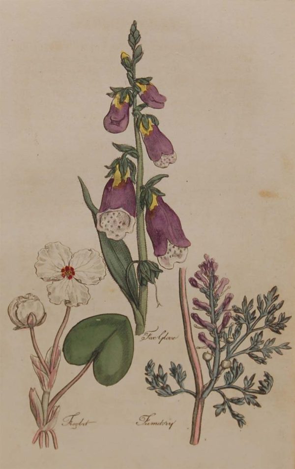 Hand coloured antique botanical print from 1812 after Sir John Hill. The print features three plants titled Fox Glove, Frogbit and Fumitory.