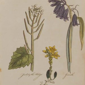 Hand coloured antique botanical print from 1812 after Sir John Hill. The print features three plants titled Jack of the Hedge, Least Houseleek and Jacinth.