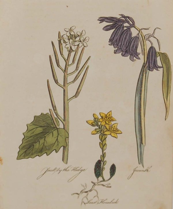 Hand coloured antique botanical print from 1812 after Sir John Hill. The print features three plants titled Jack of the Hedge, Least Houseleek and Jacinth.