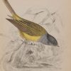 Antique print, hand coloured engraving from 1838. It is titled, Grey Headed Flycatcher.