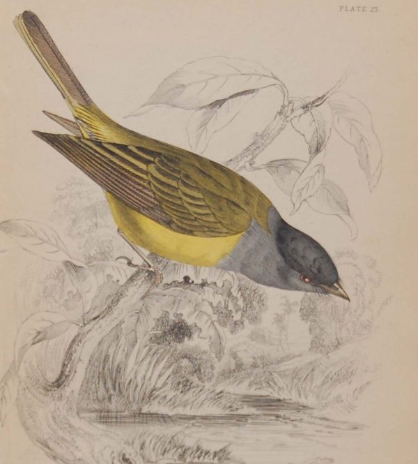 Antique print, hand coloured engraving from 1838. It is titled, Grey Headed Flycatcher.