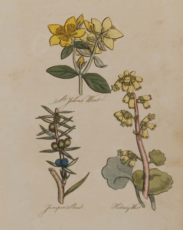 Hand coloured antique botanical print from 1812 after Sir John Hill. The print features three plants titled St Johns Wort, Juniper Shrub and Kidney Wort.