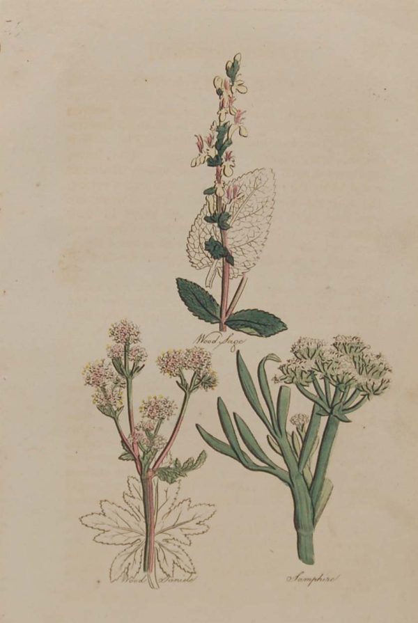 Hand coloured antique botanical print from 1812 after Sir John Hill. The print features three plants titled Wood Sage, Wood Sanicle and Samphire.