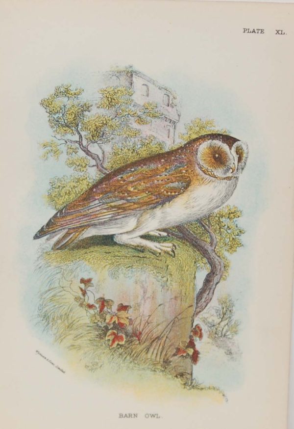 Antique print, chromolithograph from 1896. It is titled, Barn Owl. Suitable for framing.