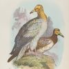 Antique print, chromolithograph from 1896. It is titled, Egyptian Vulture.