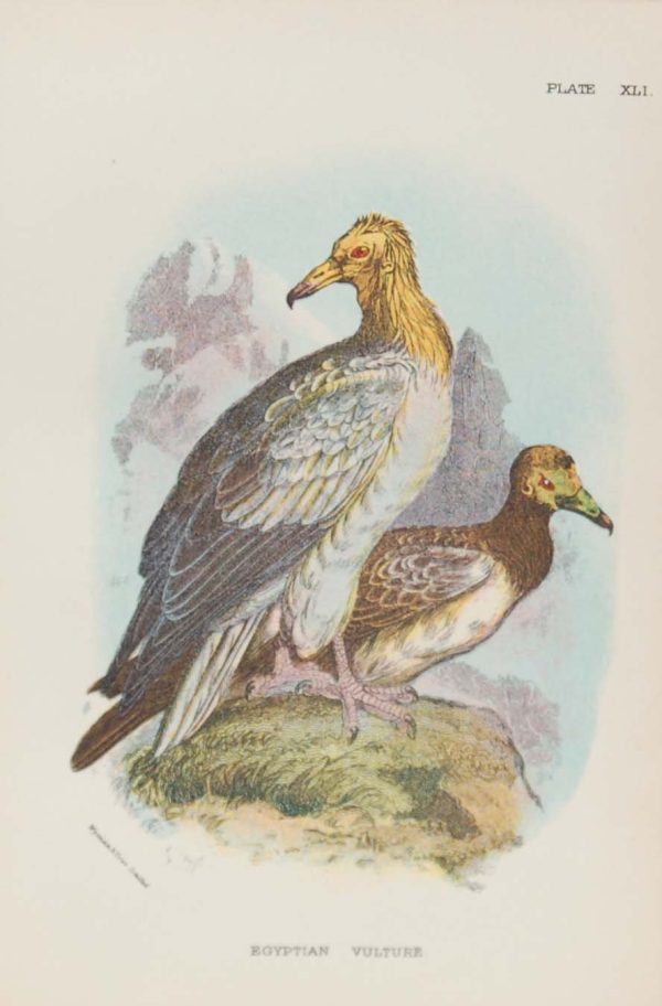 Antique print, chromolithograph from 1896. It is titled, Egyptian Vulture.