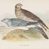 Antique print, chromolithograph from 1896. It is titled, Hen Harrier.