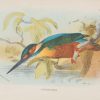 Antique print, chromolithograph from 1896. It is titled, Kingfisher.