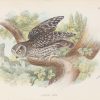 Antique print, chromolithograph from 1896. It is titled, Little Owl.