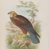 Antique print, chromolithograph from 1896. It is titled, Marsh Harrier.