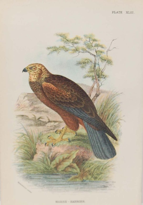 Antique print, chromolithograph from 1896. It is titled, Marsh Harrier.