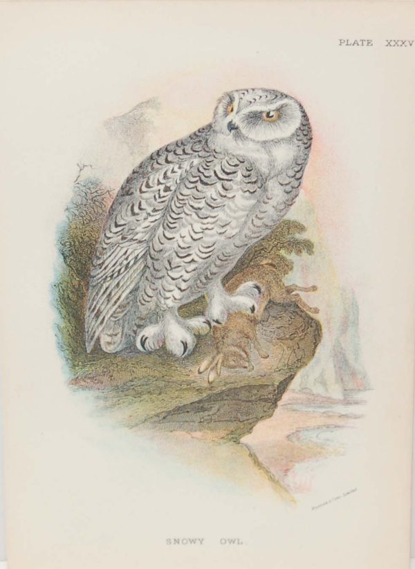 Antique print, chromolithograph from 1896. It is titled, Snowy Owl. Suitable for framing.