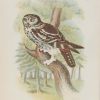 Antique print, chromolithograph from 1896. It is titled, Tengmalm's Owl.