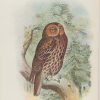 Antique print, chromolithograph from 1896. It is titled, Tawny Owl.