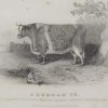 1837 antique print, of a Durham Ox. The Ox was the property of W Loft Esq of Thrusthorpe, Lincolnshire and was exhibited at the Smithfield show 1836.