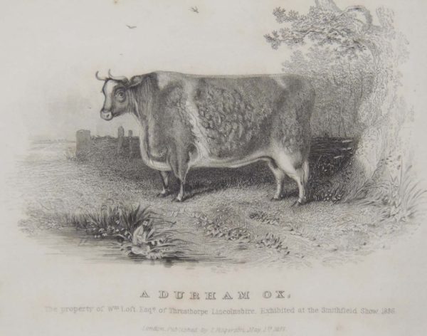 1837 antique print, of a Durham Ox. The Ox was the property of W Loft Esq of Thrusthorpe, Lincolnshire and was exhibited at the Smithfield show 1836.