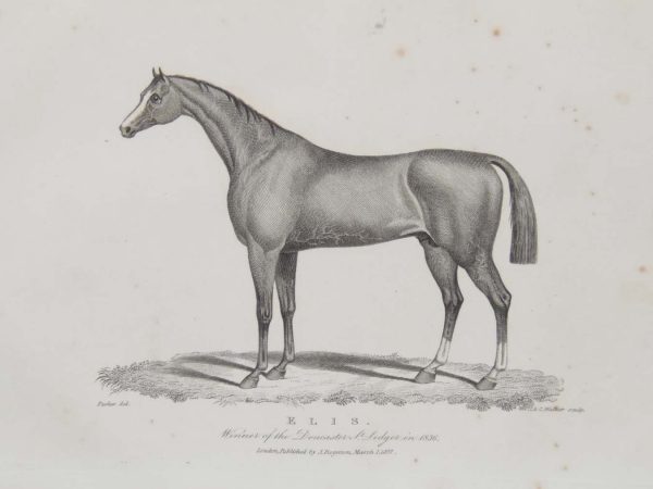 1837 antique print, of Elis, the winner of the Doncaster St Ledger in 1836. Original drawing by Parker J & C Walker is the engraver.