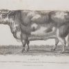 1837 antique print, engraved by W Read of a Fat Ox. The Ox was the property of Mr A Dalgairns of Ingliston, Forfarshire and was exhibited at the Highland Agricultural Society in Perth on the 7th October 1836.