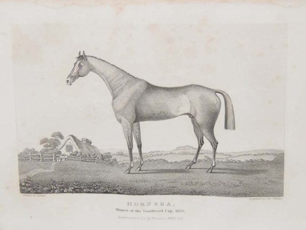1837 antique print, of Hornsea, the winner of the Goodwood Cup in 1836. Original drawing by Parker J & C Walker is the engraver.