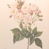 Beautiful vintage print after the legendary painter of Roses, P J Redouté, titled, Rosa Noisettiana, Rosier de Phillipe Noisette.