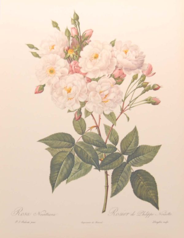 Beautiful vintage print after the legendary painter of Roses, P J Redouté, titled, Rosa Noisettiana, Rosier de Phillipe Noisette.