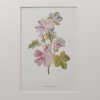 Antique botanical prints a pair titled Common Mallow and Heather by F E Hulme. The prints where published circa 1895.