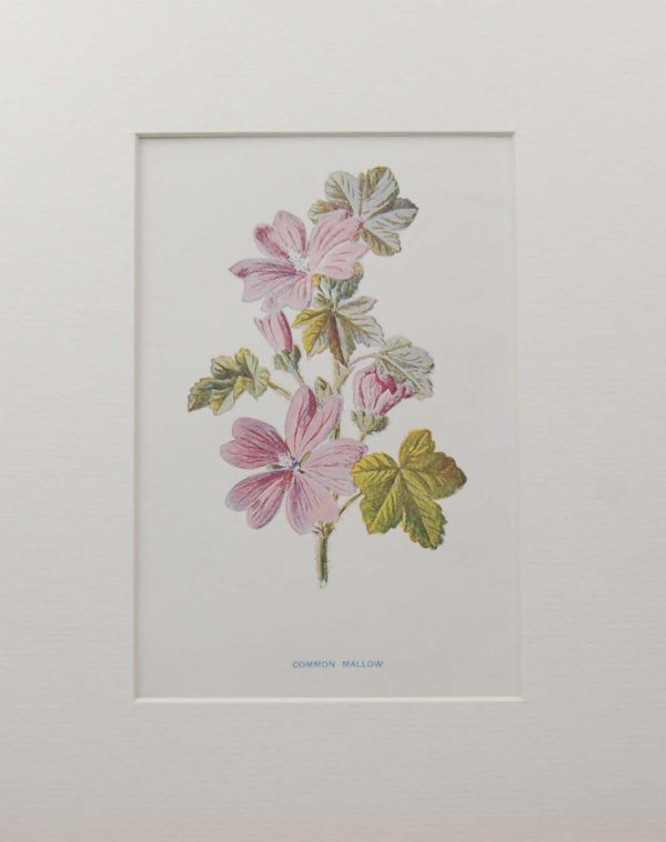 Antique botanical prints a pair titled Common Mallow and Heather by F E Hulme. The prints where published circa 1895.
