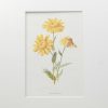 Antique botanical prints a pair titled Corn Marigold and Common Rock Rose by F E Hulme. The prints where published circa 1895.