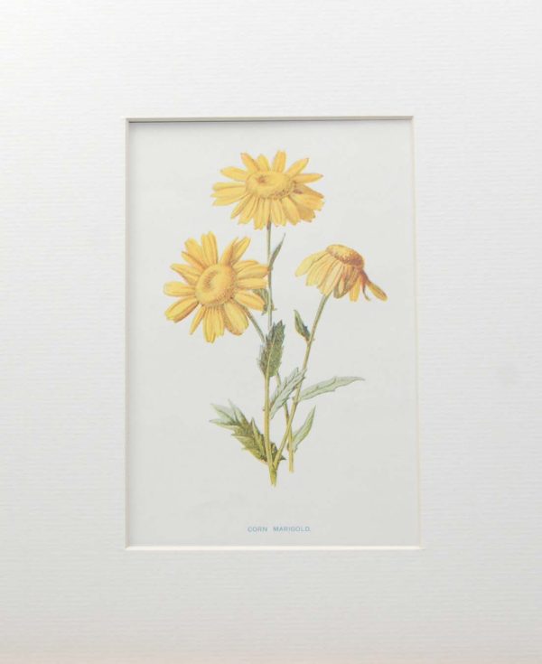 Antique botanical prints a pair titled Corn Marigold and Common Rock Rose by F E Hulme. The prints where published circa 1895.