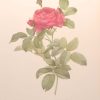 Beautiful vintage print after the legendary painter of Roses, P J Redouté, titled, Rosa Gallicia Pontiana, Rosier du Pont.