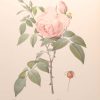 Beautiful vintage botanical print after the legendary painter of Roses, P J Redouté, titled, Rosa Indica Fragrans, Rosier des Indes adorant.