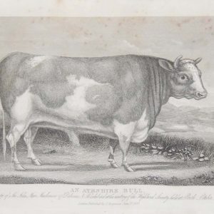 1837 antique print of an Ayrshire Bull Bull. The bull was the property of Sir John Mc Kensie and was exhibited at the Highland Agricultural Society in Perth on the 7th October 1836.