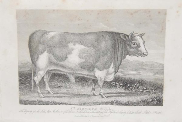 1837 antique print of an Ayrshire Bull Bull. The bull was the property of Sir John Mc Kensie and was exhibited at the Highland Agricultural Society in Perth on the 7th October 1836.