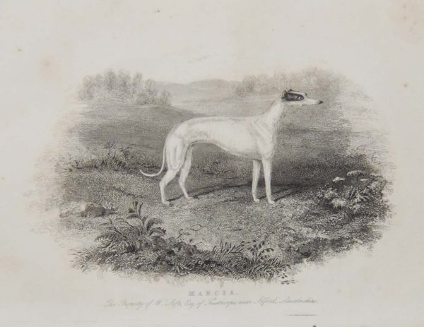 1837 antique print, engraved of Marcia a greyhound. She was owned by W Loft Esquire of Trusthorpe in Lincolnshire.