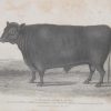 1837 antique print, engraved by J & C Walker of a Polled Angus Bull. The bull was the property of Mr Watson of Keiler, Scotland
