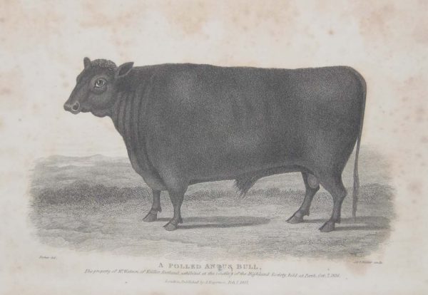 1837 antique print, engraved by J & C Walker of a Polled Angus Bull. The bull was the property of Mr Watson of Keiler, Scotland